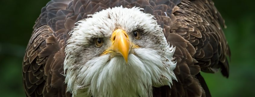 Weißkopfseeadler