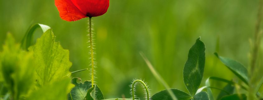 Klatschmohn