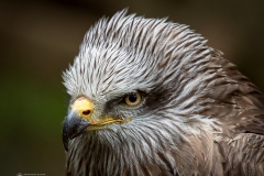 Bussard