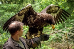 Riesenseeadler