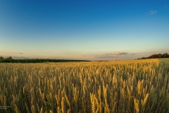 Weizenfeld Kuhle - Witzhelden