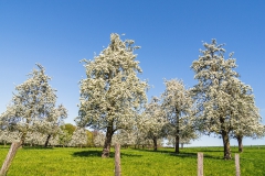 Obstblüten am Bechlenberg - Leichlingen