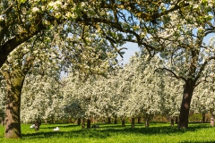 Obstblüten und Kühe am Bechlenberg - Leichlingen