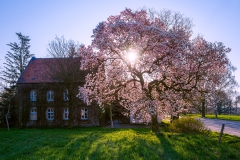 Gut Haswinkel mit Magnolie - Leichlingen