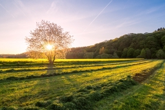 Frühlingswiese in Neysiefen - Leichlingen