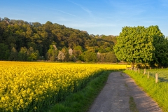 Rapsfeld in Neysiefen - Leichlingen