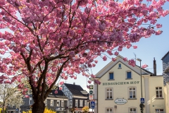 Leichlingen zur Obstblüte - Leichlingen