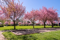 Bouleplatz im Stadtpark zur Obstblüte - Leichlingen