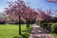 Kirschblüte im Stadtpark - Leichlingen