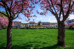 Stadtpark im Frühling - Leichlingen