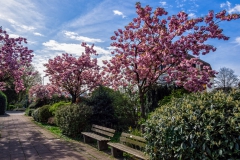 Stadtpark im Frühling - Leichlingen