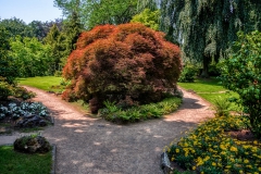 Ahorn im japanischen Garten - Leverkusen