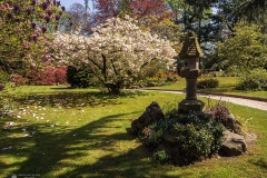 Magnolie im japanischen Garten - Leverkusen
