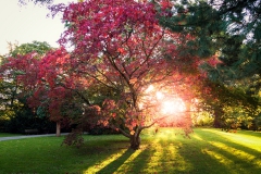 Sonnenuntergang im japanischen Garten - Leverkusen