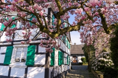 Magnolie in Bergisch Neukirchen - Leverkusen