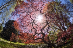 Ahorn im japanischen Garten - Leverkusen