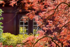Teehaus mit Ahorn im japanischen Garten - Leverkusen