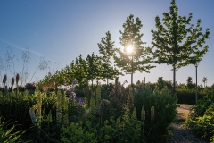 Neulandpark Impression III - Leverkusen