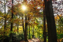 Herbstweg im Engelsberger Hof - Solingen