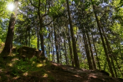 Waldstück am Klingenpfad - Solingen