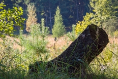 Ohligser Heide Baumstamm - Solingen