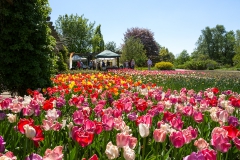 Tulpenmeer im botanischen Garten - Solingen