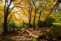 Herbstwald Untenrüden - Solingen