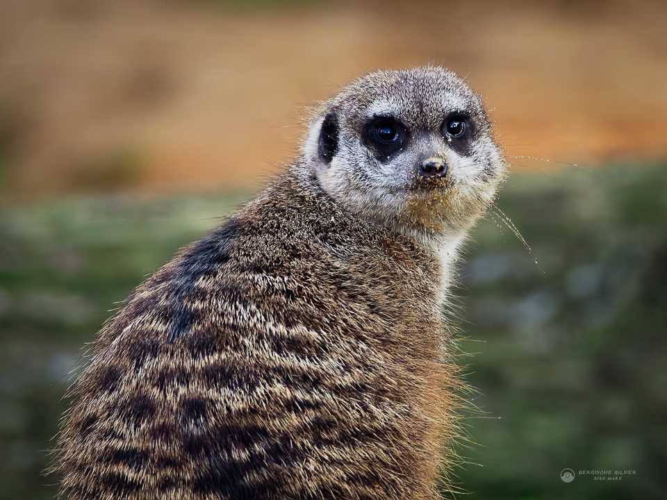 Erdmännchen