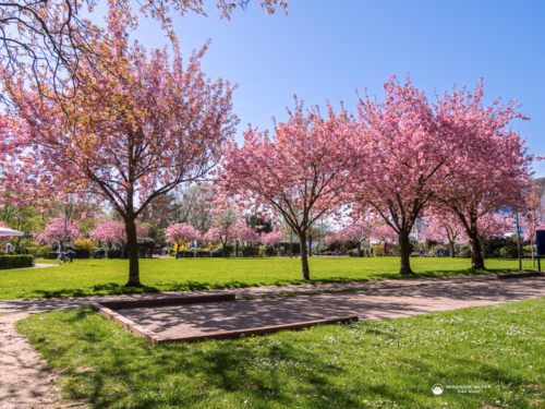 Bouleplatz am Stadtpark zur Kirschblüte