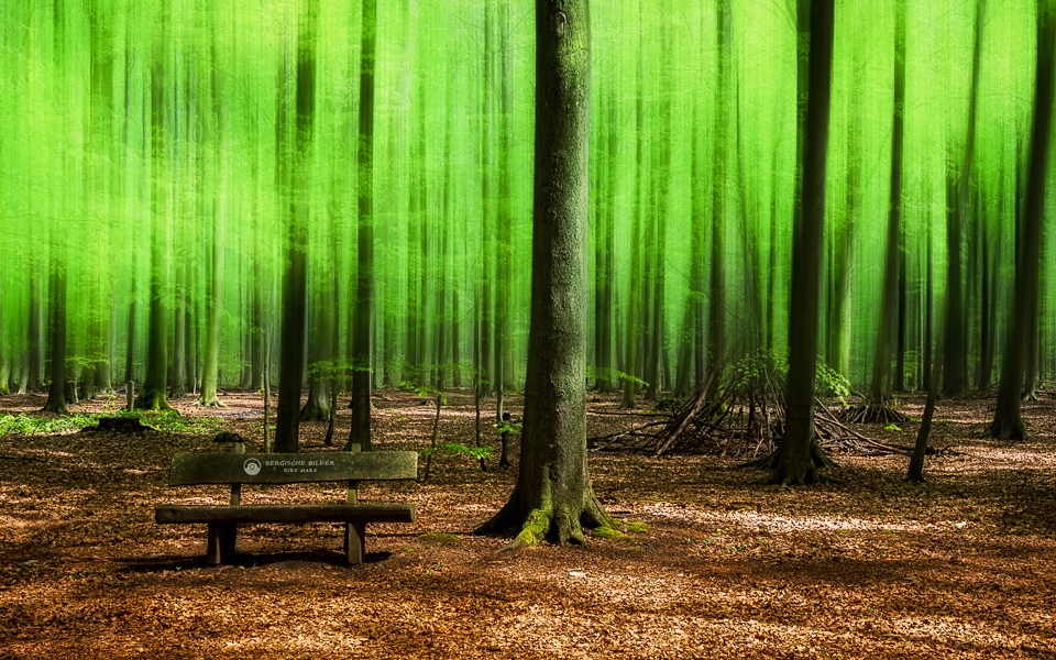 Waldbank Unschärfe